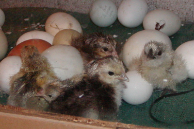5 new chicks