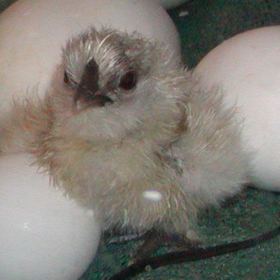 one blue silkie chick